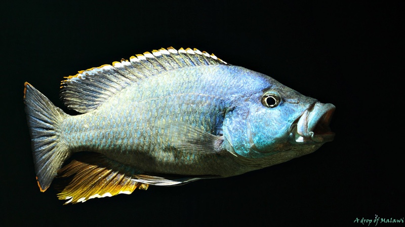Nimbochromis livingstonii